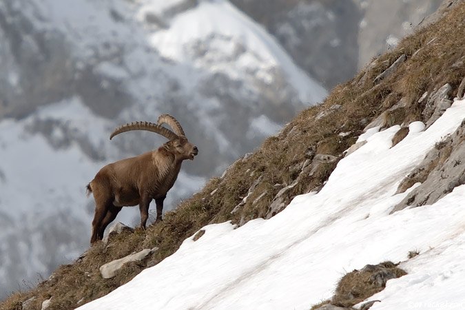 Alpine Ibex - Capra ibex