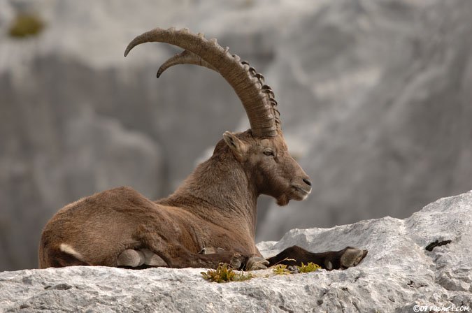 Alpine Ibex - Capra ibex