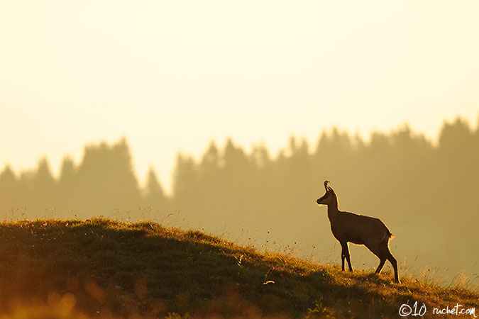 Chamois - Rupicapra rupicapra
