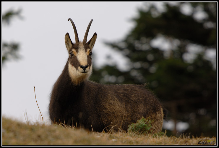 Chamois - Rupicapra rupicapra