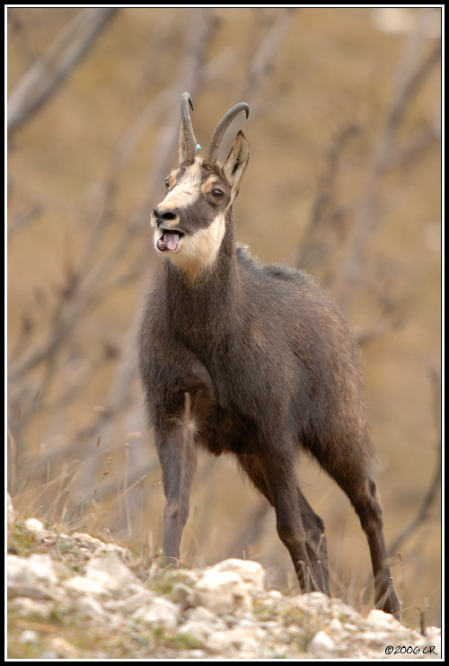 Chamois - Rupicapra rupicapra