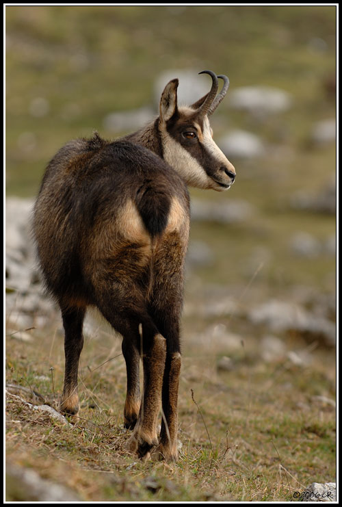 Chamois - Rupicapra rupicapra