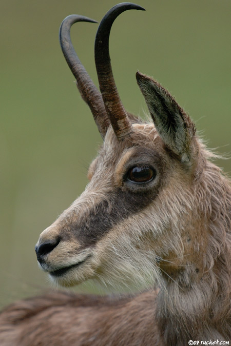 Chamois - Rupicapra rupicapra