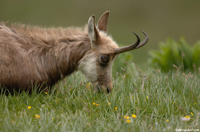 Chamois - Rupicapra rupicapra