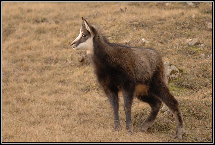 Camoscio alpino - Rupicapra rupicapra