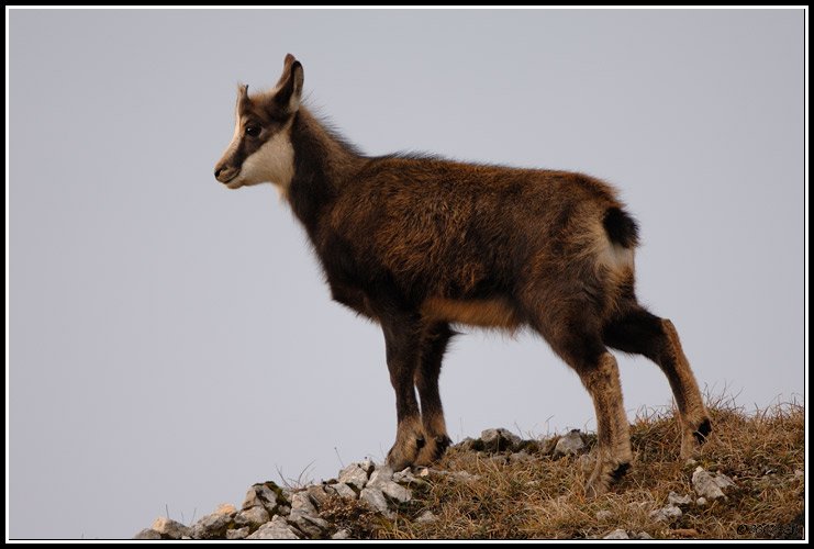 Camoscio alpino - Rupicapra rupicapra