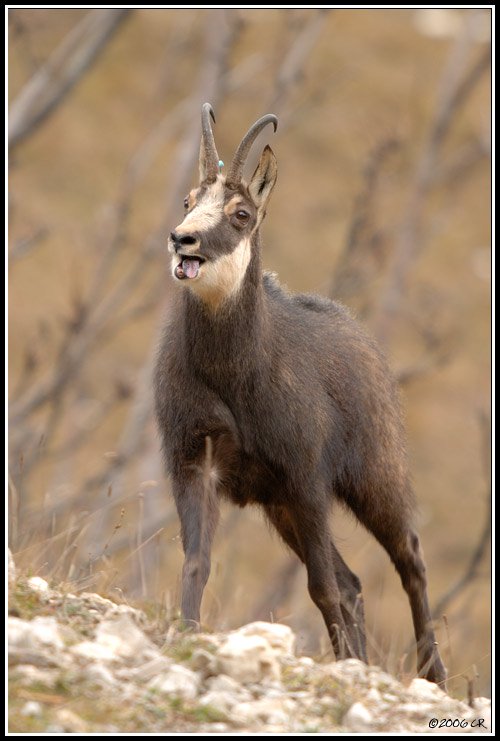 Camoscio alpino - Rupicapra rupicapra