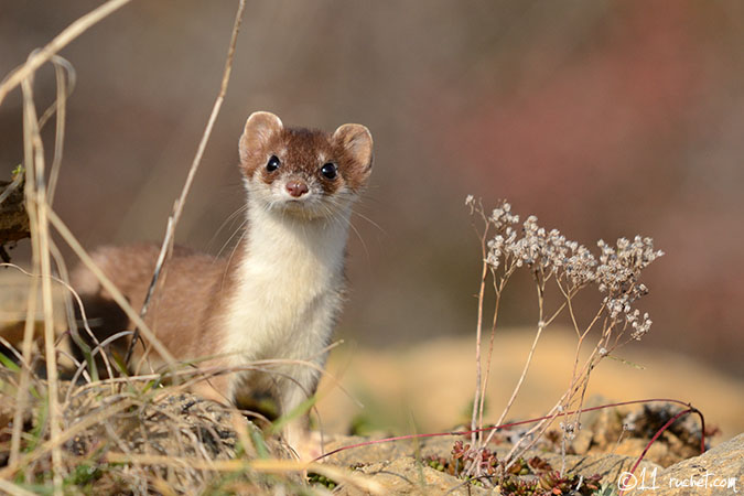 Hermine - Mustela erminea