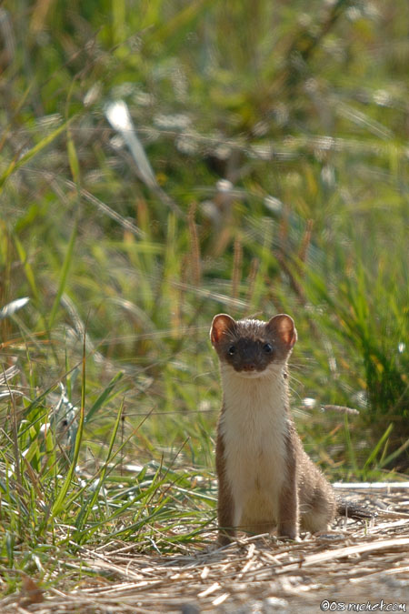 Hermine - Mustela erminea