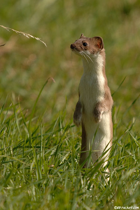 Hermine - Mustela erminea