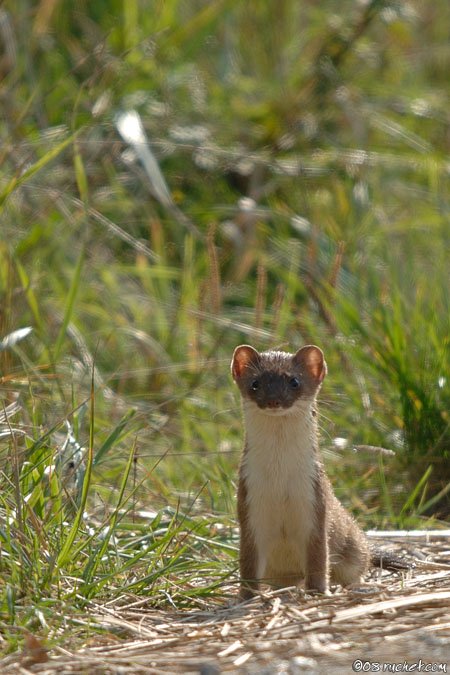 Hermelin - Mustela erminea