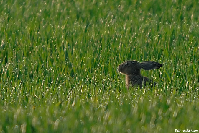 Lièvre brun - Lepus europaeus