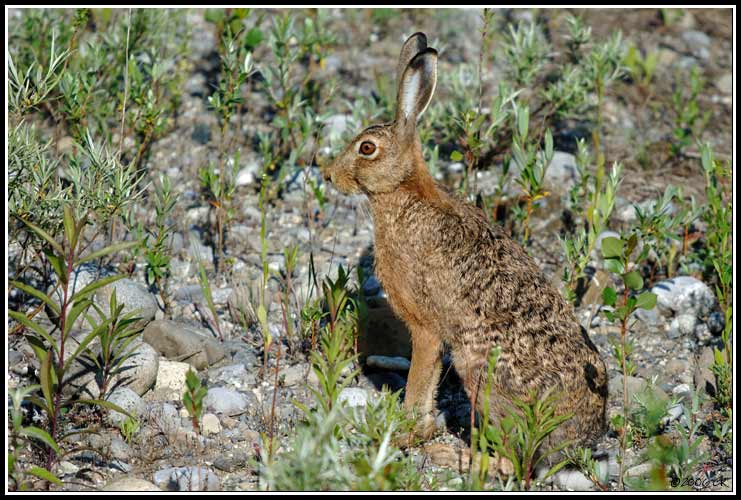 Lièvre brun - Lepus europaeus