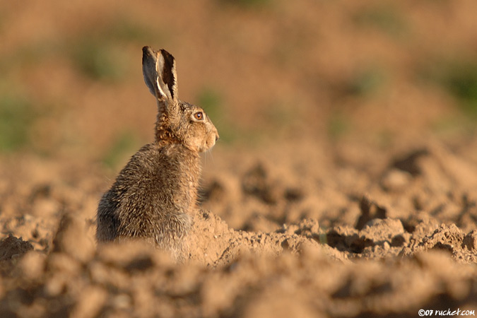 Lièvre brun - Lepus europaeus