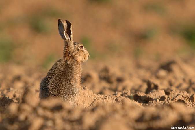 Lepre europea - Lepus europaeus