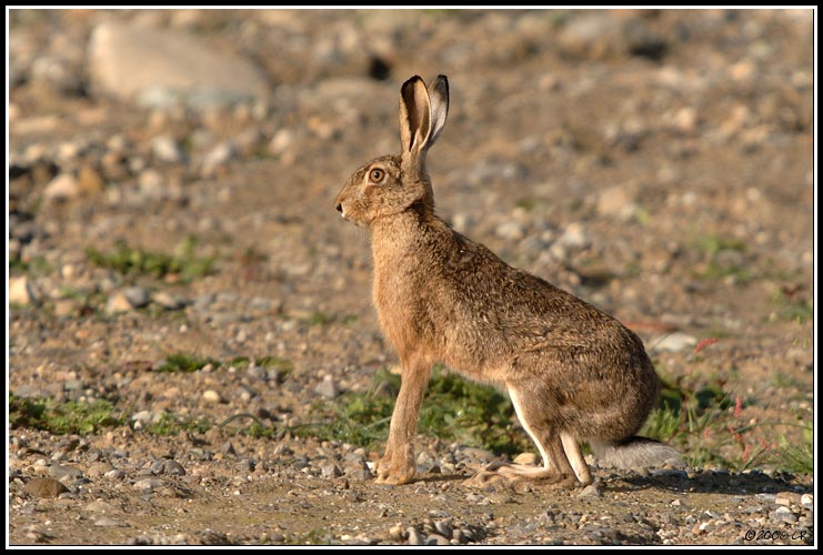 Lepre europea - Lepus europaeus