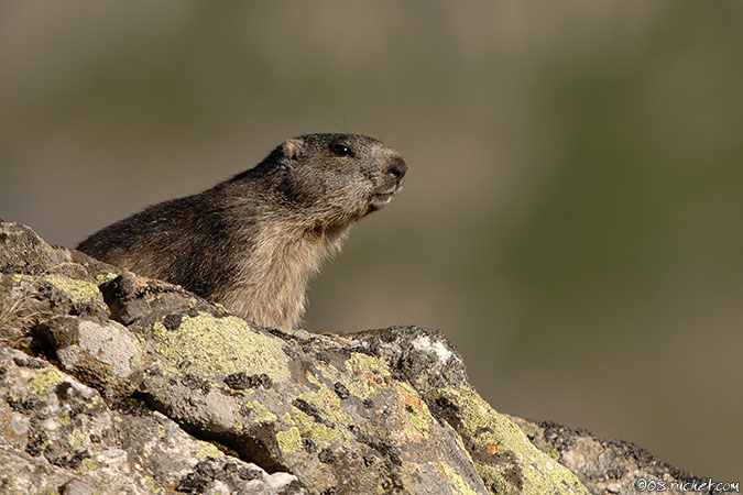 Marmotte - Marmota marmota