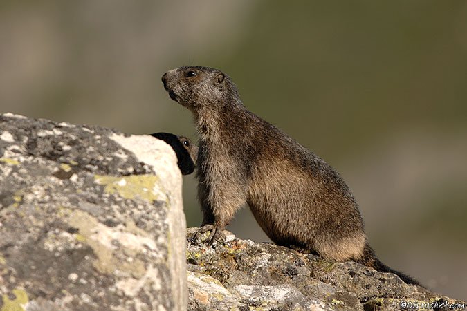 Marmota - Marmota marmota