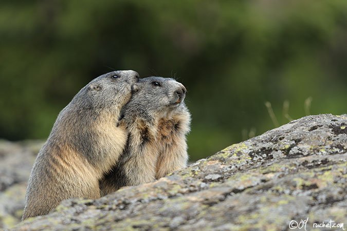 Marmota - Marmota marmota