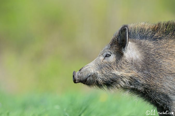 Wildschweines - Sus scrofa