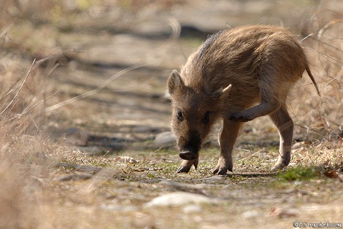 Wildschweines - Sus scrofa