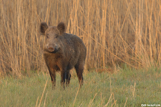 Wildschweines - Sus scrofa