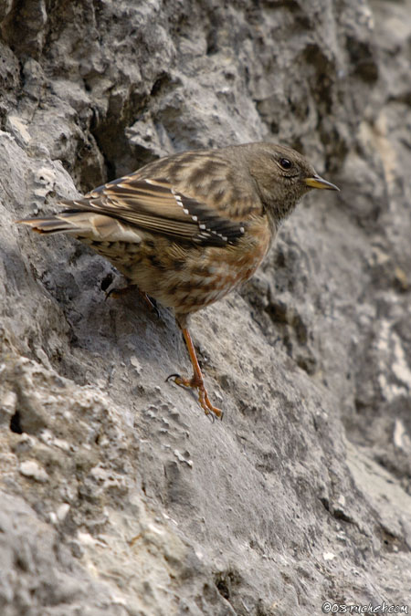 Alpine Accentor - Prunella collaris