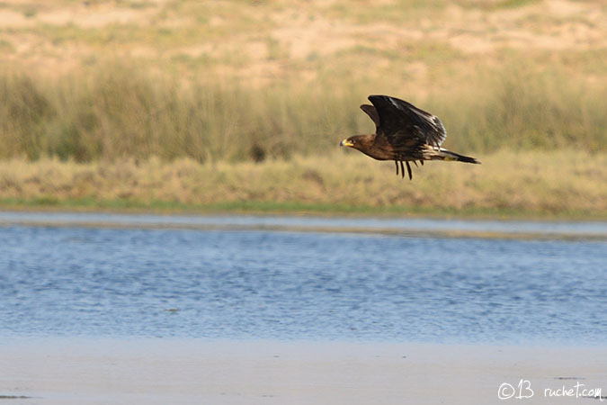 Aigle criard - Aquila clanga