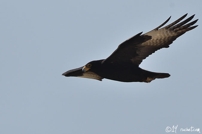 Aigle de Verreaux - Aquila verreauxii