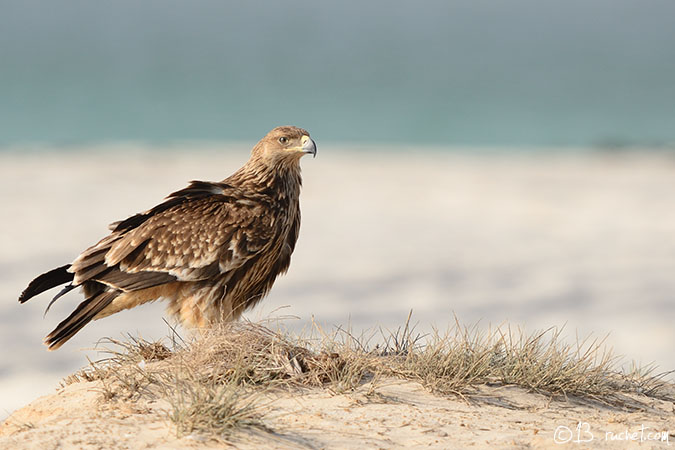 Aigle impérial - Aquila heliaca