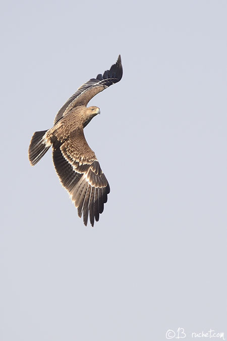 Aigle impérial - Aquila heliaca