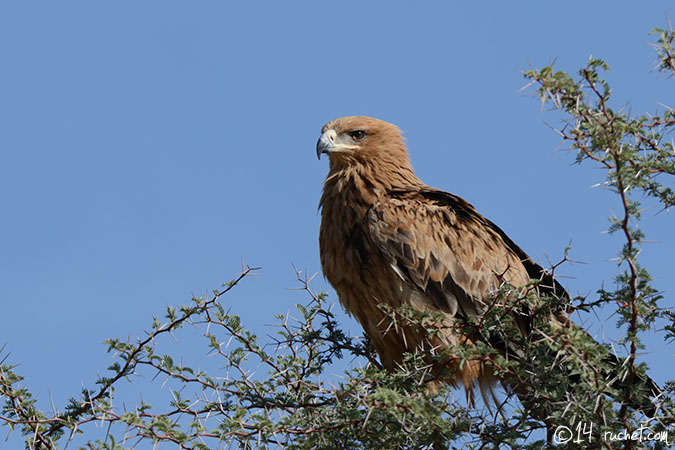 Tawny Eagle - Aquila rapax