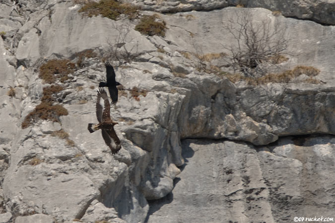 Aquila reale - Aquila chrysaetos