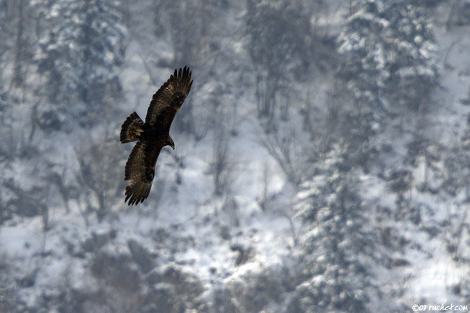 Aquila reale - Aquila chrysaetos