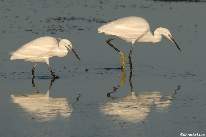 Little egret - Egretta garzetta