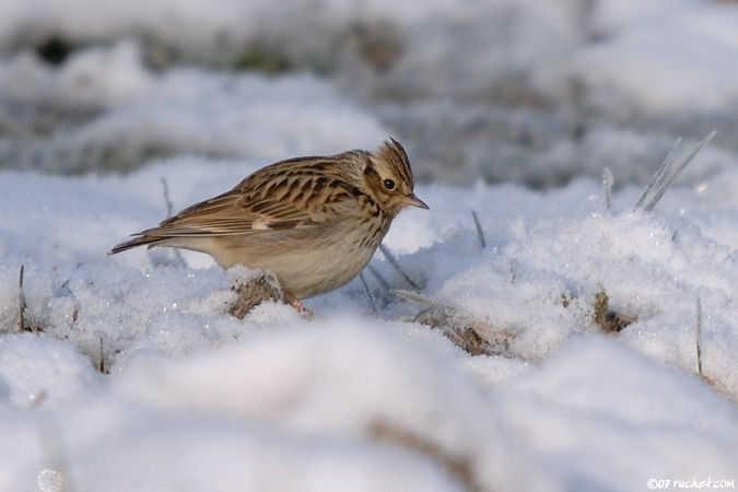 Heidelerche - Lullula arborea