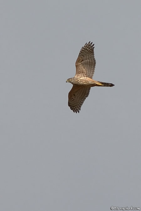 Autour des palombes - Accipiter gentilis