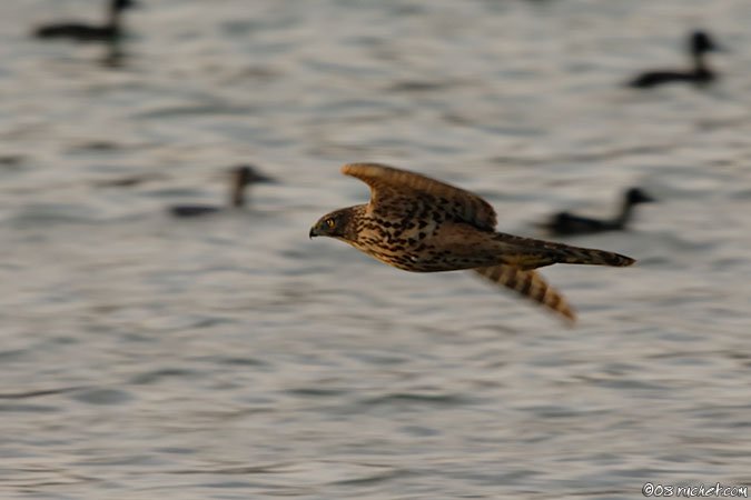 Northern Goshawk - Accipiter gentilis