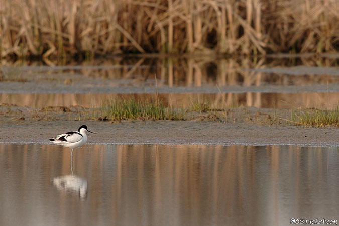 Avocette élégante - Recurvirostra avosetta