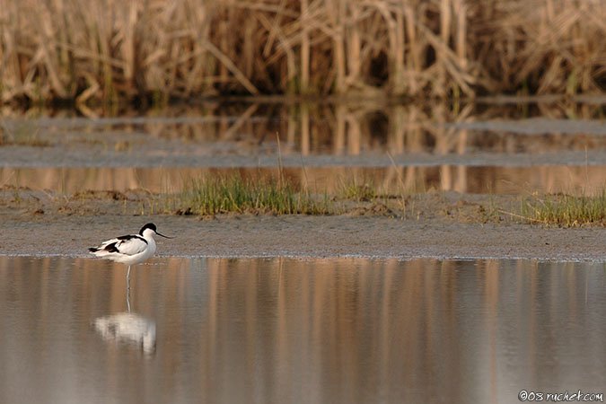 Pied Avocet - Recurvirostra avosetta