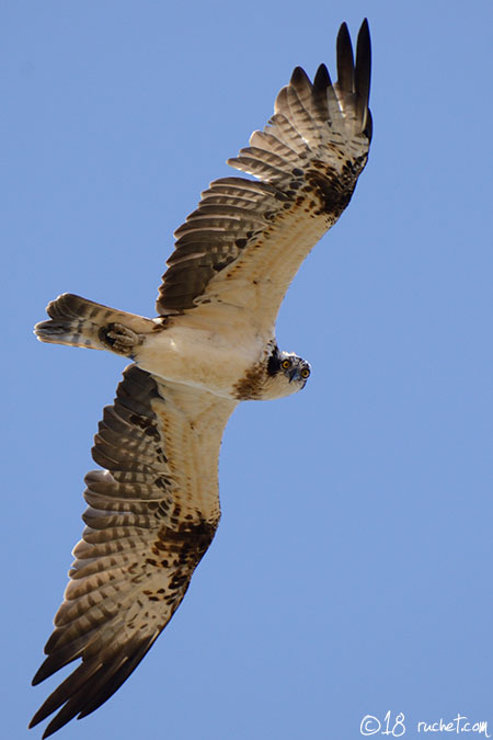 Osprey - Pandion haliaetus