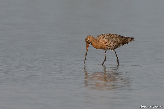 Pittima reale - Limosa limosa