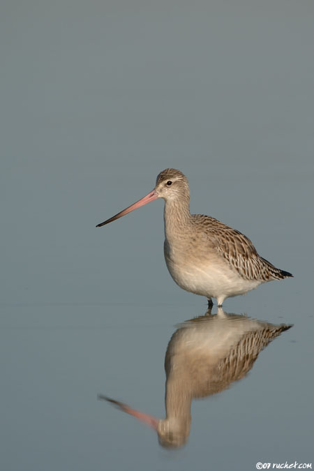 Pittima minore - Limosa lapponica