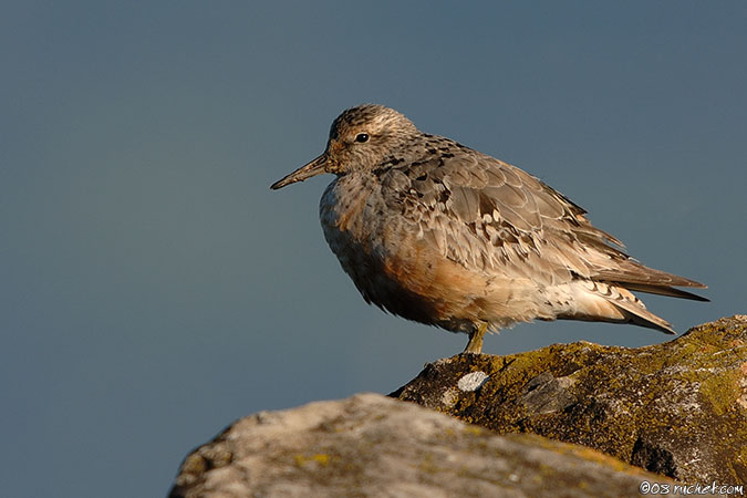 Bécasseau maubèche - Calidris canutus