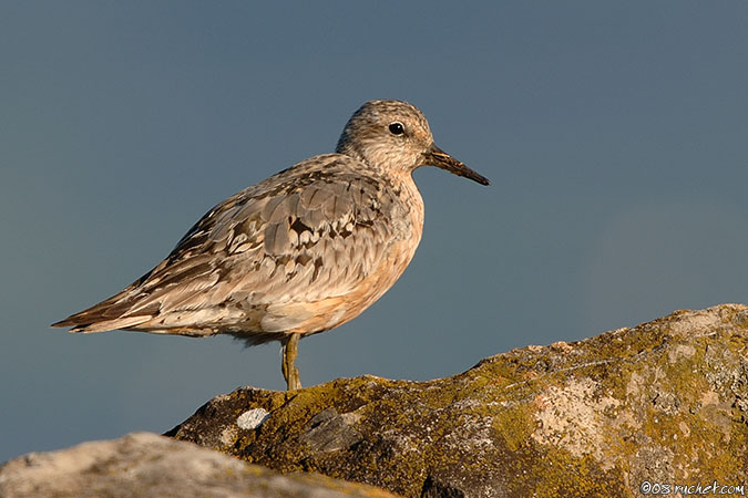 Bécasseau maubèche - Calidris canutus