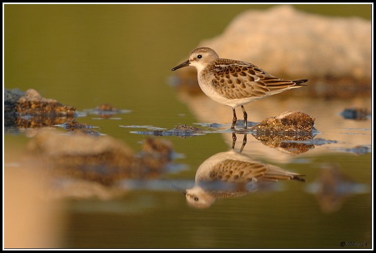 Bécasseau minute - Calidris minuta