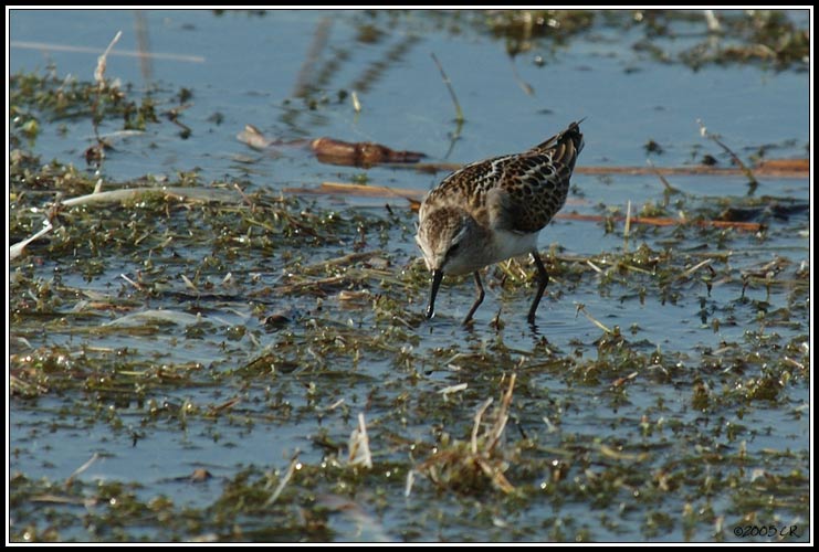 Bécasseau minute - Calidris minuta