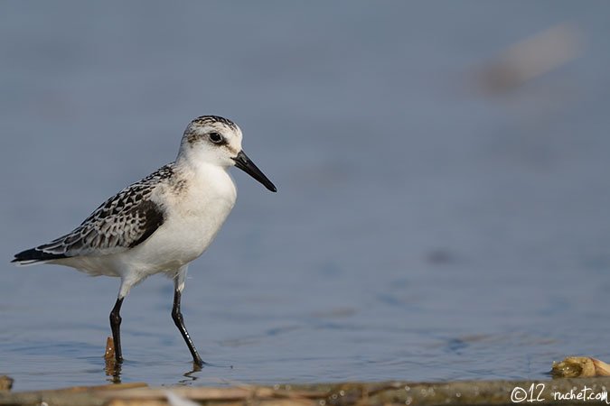 Sanderling - Calidris alba
