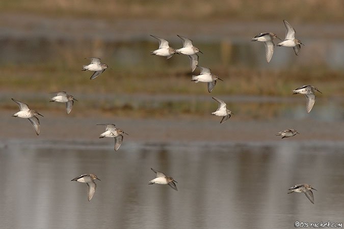 Alpenstrandläufer - Calidris alpina