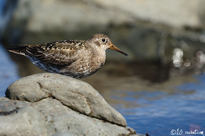 Purple Sandpiper - Calidris maritima